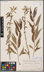 Salix babylonica L. x Salix fragilis L.